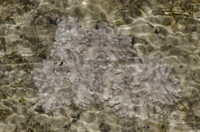 Octocorallia sp. "Soft coral 25" • © Rene Ong • All Rights Reserved