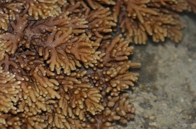 Octocorallia sp. "Soft coral 27" • © Rene Ong • All Rights Reserved