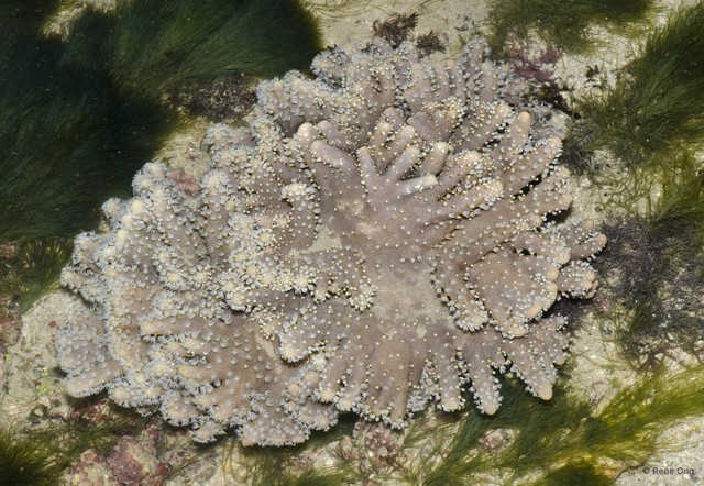 Octocorallia sp. "Soft coral 28" • © Rene Ong • All Rights Reserved