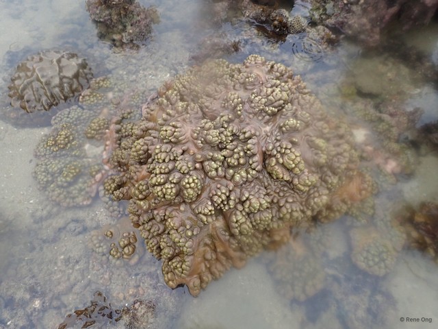 Octocorallia sp. "Soft coral 29" • © Rene Ong • All Rights Reserved