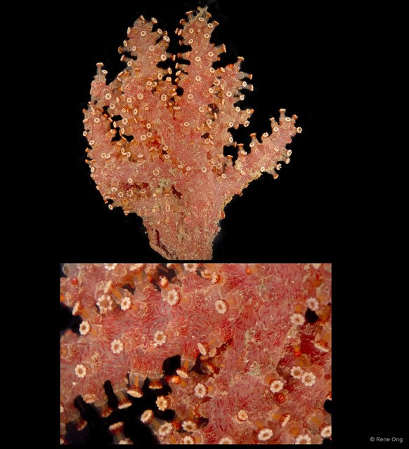 Octocorallia sp. "Soft coral 3" • © Rene Ong • All Rights Reserved