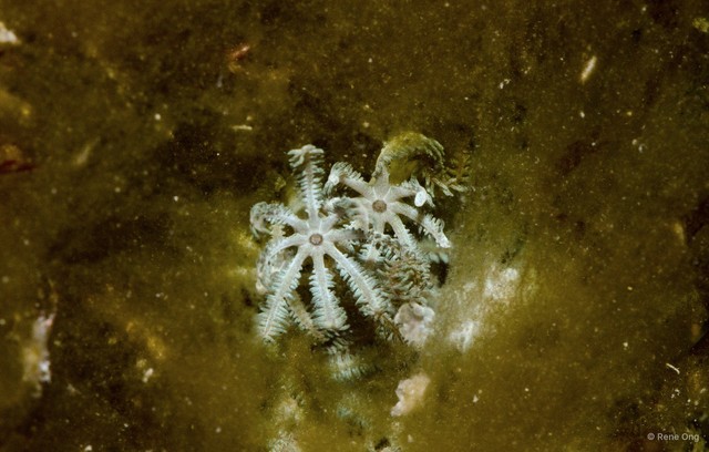 Octocorallia sp. "Soft coral 30" • © Rene Ong • All Rights Reserved