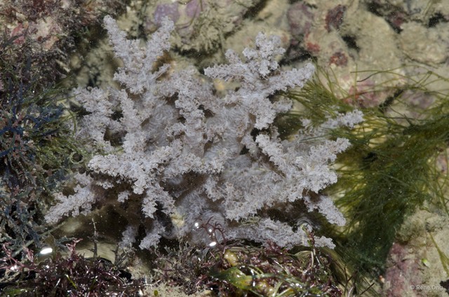 Octocorallia sp. "Soft coral 32" • © Rene Ong • All Rights Reserved