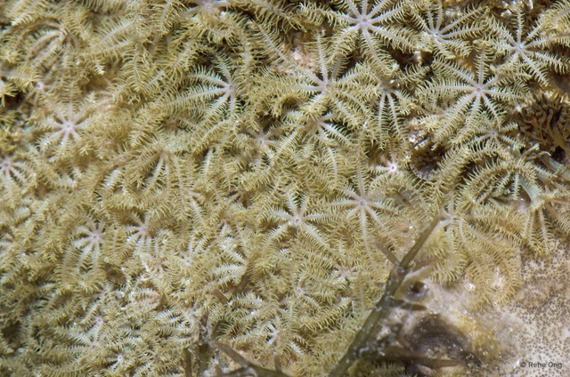 Octocorallia sp. "Soft coral 34" • © Rene Ong • All Rights Reserved