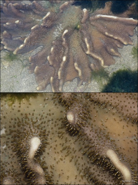 Octocorallia sp. "Soft coral 35" • © Rene Ong • All Rights Reserved