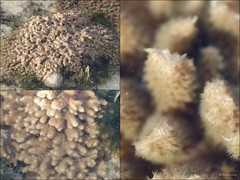 Octocorallia sp. "Soft coral 36"