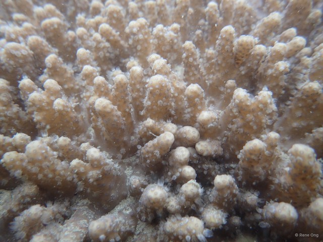 Octocorallia sp. "Soft coral 37" • © Rene Ong • All Rights Reserved