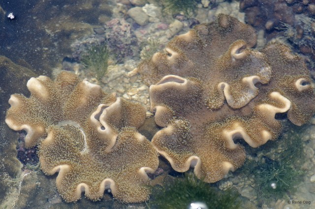 Octocorallia sp. "Soft coral 38" • © Rene Ong • All Rights Reserved