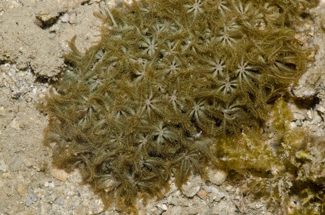 Octocorallia sp. "Soft coral 39" • © Rene Ong • All Rights Reserved