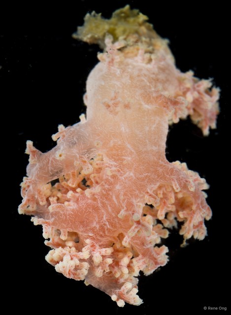 Octocorallia sp. "Soft coral 4" • © Rene Ong • All Rights Reserved