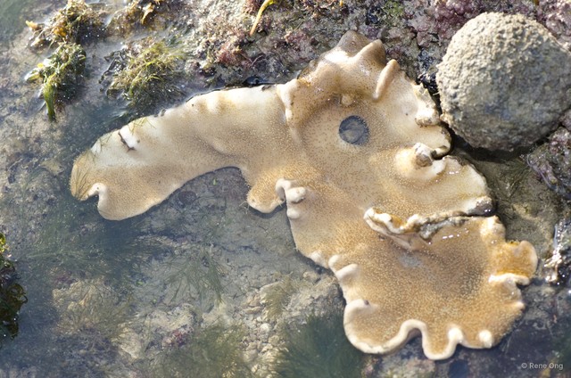 Octocorallia sp. "Soft coral 40" • © Rene Ong • All Rights Reserved