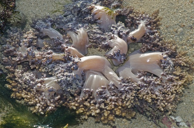 Octocorallia sp. "Soft coral 42" • © Rene Ong • All Rights Reserved