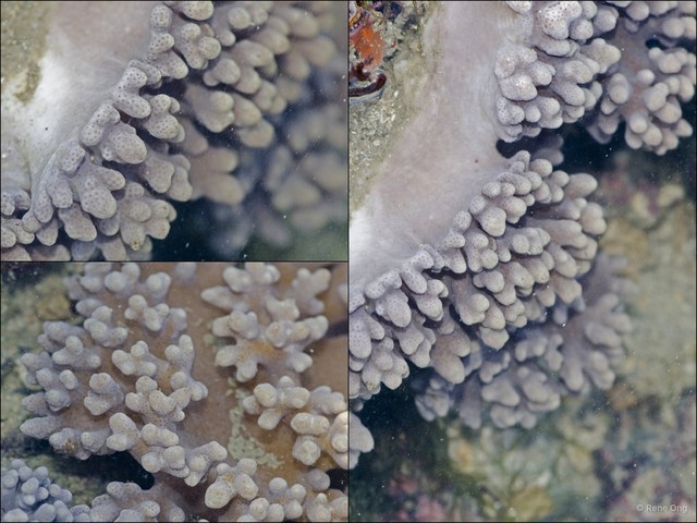 Octocorallia sp. "Soft coral 43" • © Rene Ong • All Rights Reserved