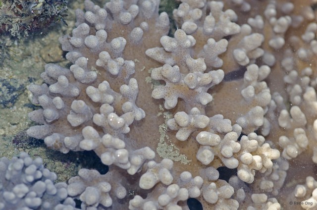 Octocorallia sp. "Soft coral 44" • © Rene Ong • All Rights Reserved
