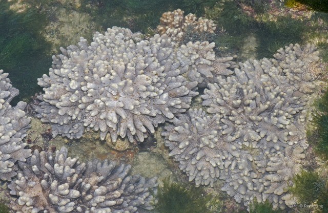 Octocorallia sp. "Soft coral 46" • © Rene Ong • All Rights Reserved