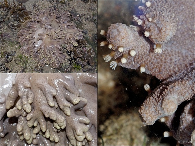 Octocorallia sp. "Soft coral 47" • © Rene Ong • All Rights Reserved