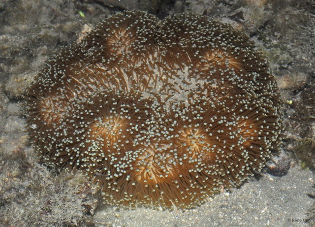 Octocorallia sp. "Soft coral 48" • © Rene Ong • All Rights Reserved