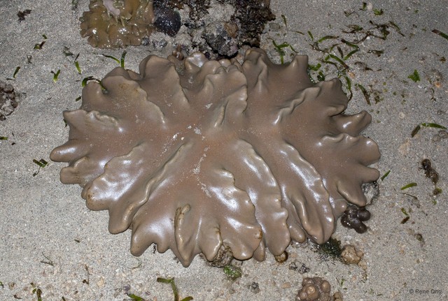 Octocorallia sp. "Soft coral 49" • © Rene Ong • All Rights Reserved