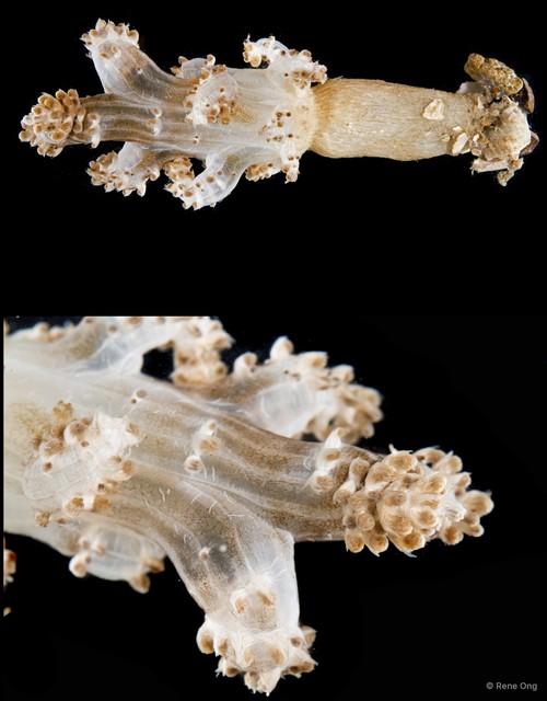 Octocorallia sp. "Soft coral 5" • © Rene Ong • All Rights Reserved