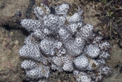 Octocorallia sp. "Soft coral 50"