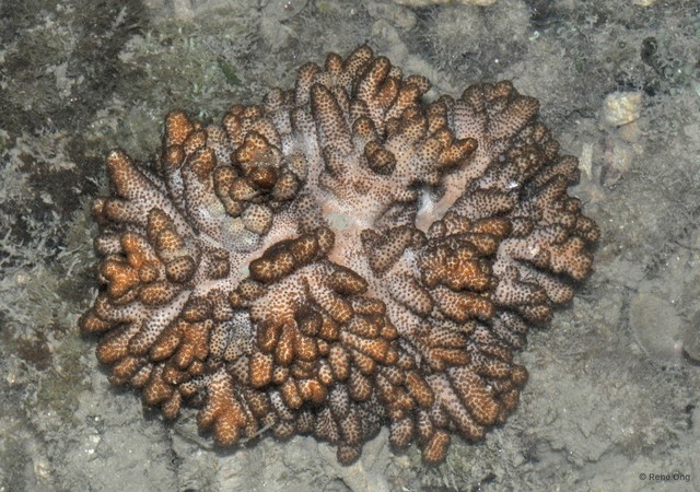 Octocorallia sp. "Soft coral 51" • © Rene Ong • All Rights Reserved