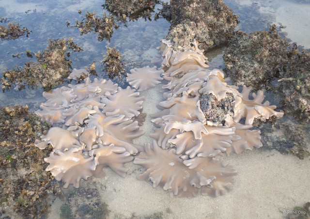 Octocorallia sp. "Soft coral 52" • © Rene Ong • All Rights Reserved