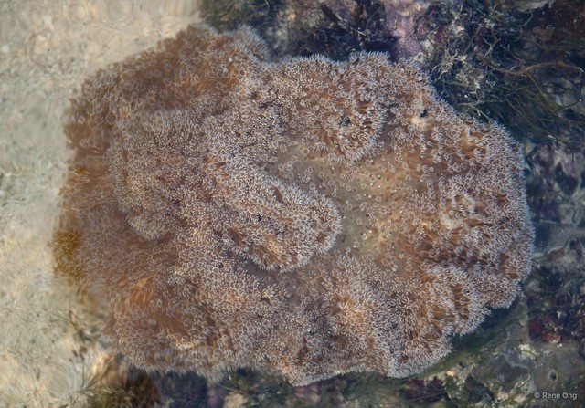 Octocorallia sp. "Soft coral 53" • © Rene Ong • All Rights Reserved