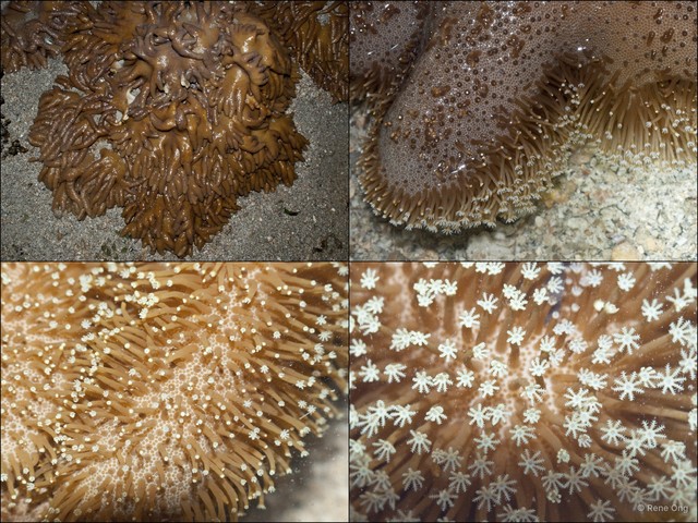 Octocorallia sp. "Soft coral 54" • © Rene Ong • All Rights Reserved