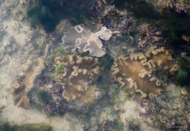 Octocorallia sp. "Soft coral 55" • © Rene Ong • All Rights Reserved