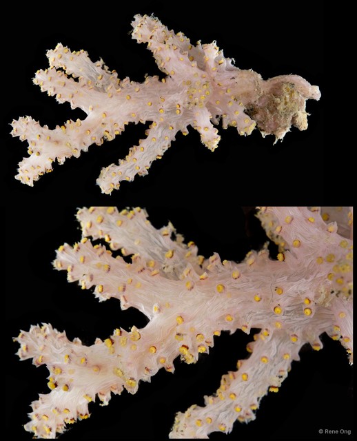 Octocorallia sp. "Soft coral 6" • © Rene Ong • All Rights Reserved
