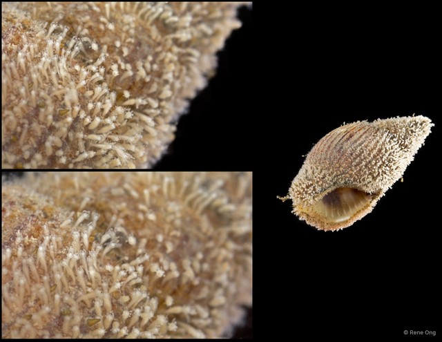 Octocorallia sp. "Soft coral 7" • © Rene Ong • All Rights Reserved