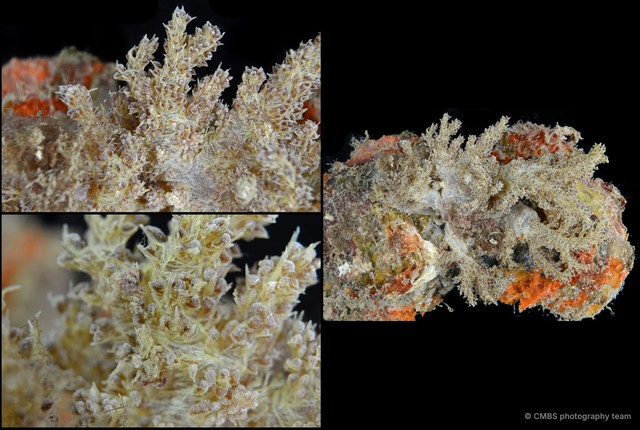 Octocorallia sp. "Soft coral 8" • © CMBS photography team • All Rights Reserved