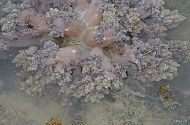 Octocorallia sp. "Soft coral 9" • © Rene Ong • All Rights Reserved