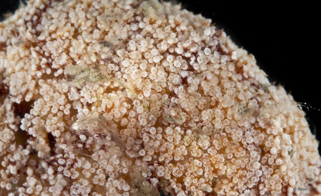Octocorallia sp. "Soft coral SEA-4255" • © Rene Ong • All Rights Reserved