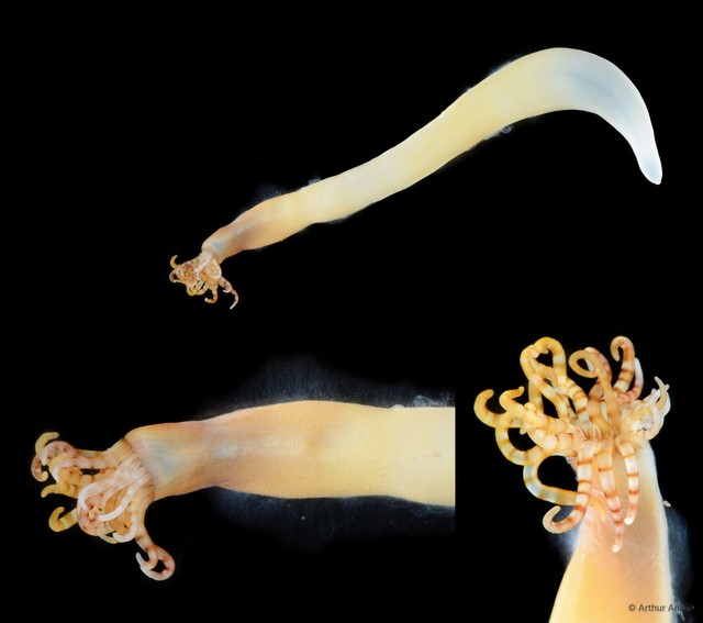 Ceriantharia sp. "SS-5121" • © Arthur Anker • All Rights Reserved