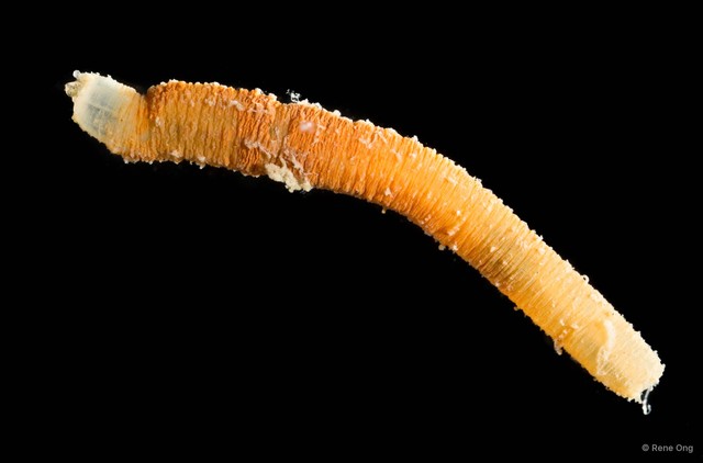 Actiniaria sp. "Burrowing anemone 1"
