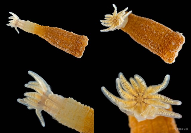 Actiniaria sp. "Burrowing anemone 6" • © Rene Ong • All Rights Reserved