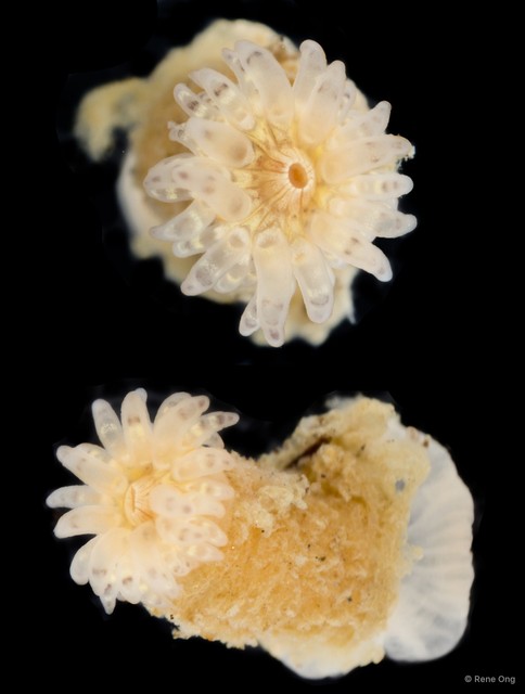 Actiniaria sp. "Burrowing anemone SEA-1462" • © Rene Ong • All Rights Reserved