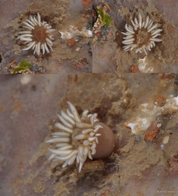 Actiniaria sp. "Sea anemone 2" • © Arthur Anker • All Rights Reserved