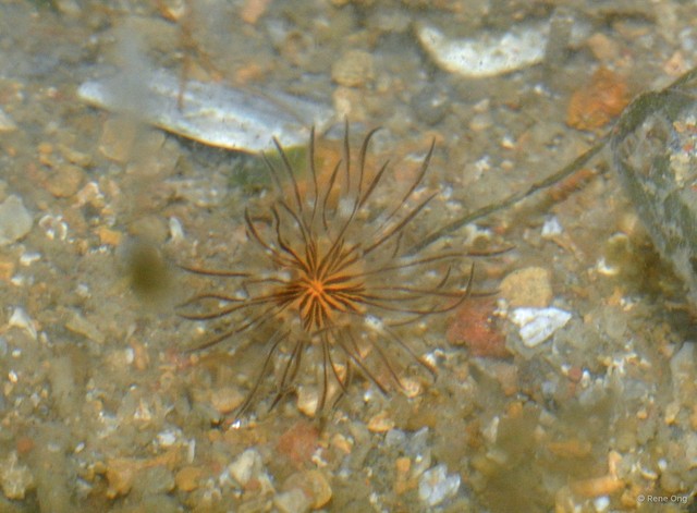 Actiniaria sp. "Sea anemone 3" • © Rene Ong • All Rights Reserved