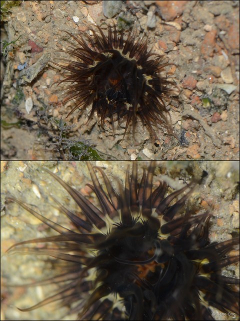 Actiniaria sp. "Sea anemone 4" • © Rene Ong • All Rights Reserved