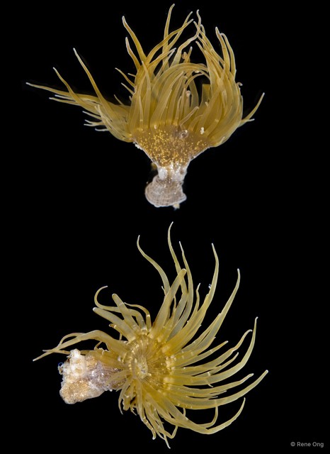 Actiniaria sp. "Sea anemone INT-0126" • © Rene Ong • All Rights Reserved