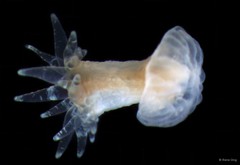 Actiniaria sp. "Sea anemone INT-1076"