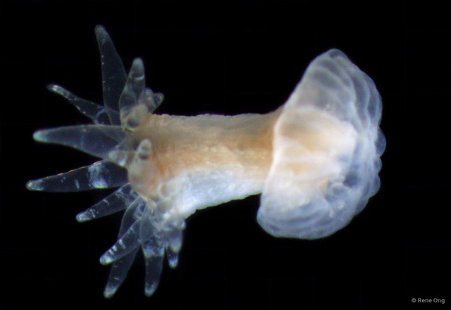 Actiniaria sp. "Sea anemone INT-1076" • © Rene Ong • All Rights Reserved