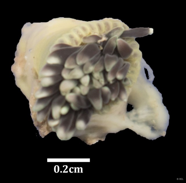 Actiniaria sp. "Sea anemone IP0377" • © REL • All Rights Reserved