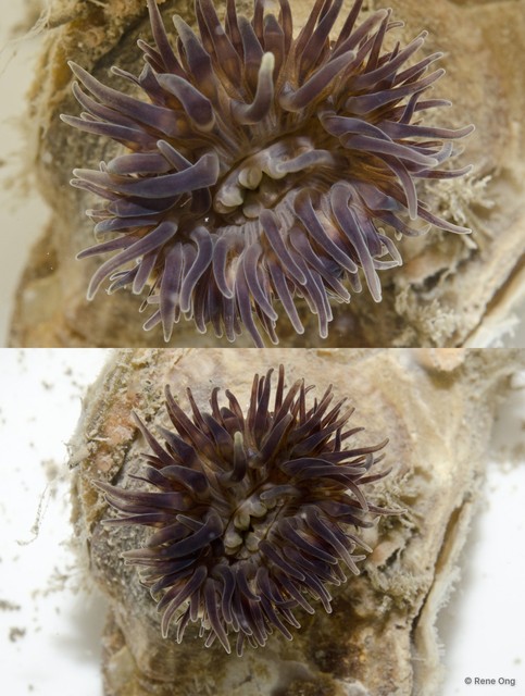 Actiniaria sp. "Sea anemone JS-0521" • © Rene Ong • All Rights Reserved