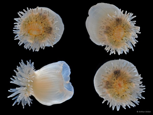 Actiniaria sp. "Sea anemone JS-1717" • © Arthur Anker • All Rights Reserved
