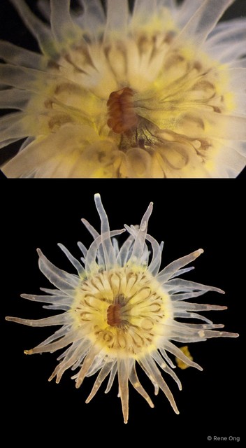 Actiniaria sp. "Sea anemone JS-1722" • © Rene Ong • All Rights Reserved