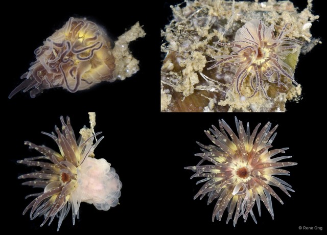 Actiniaria sp. "Sea anemone JS-1864" • © Rene Ong • All Rights Reserved