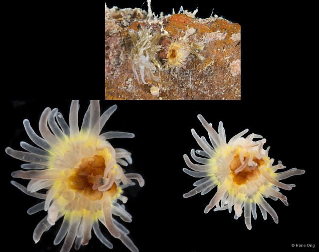 Actiniaria sp. "Sea anemone SEA-1326" • © Rene Ong • All Rights Reserved